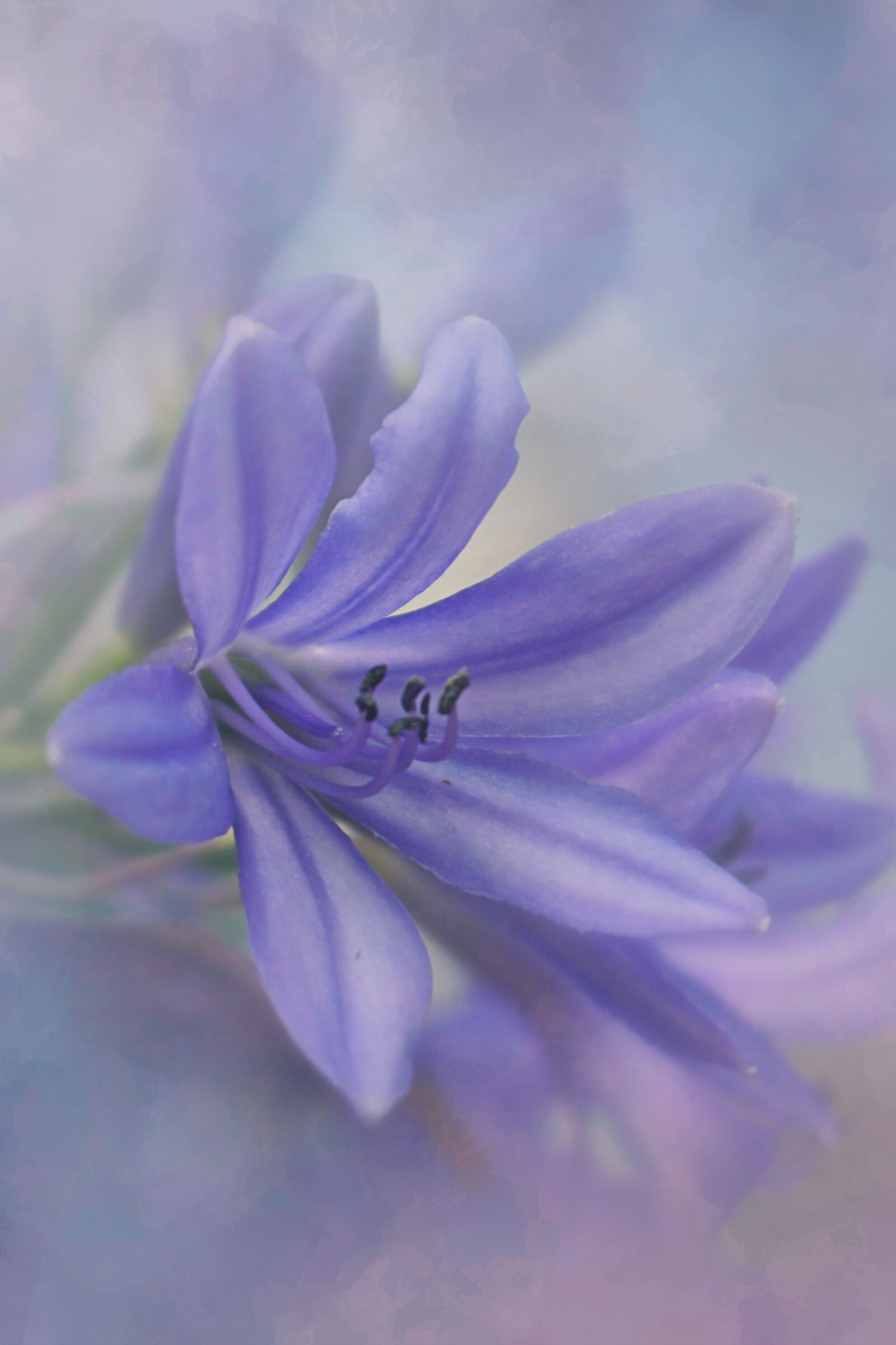 Sony a6300 sample photo. Flower, texture, nature photography