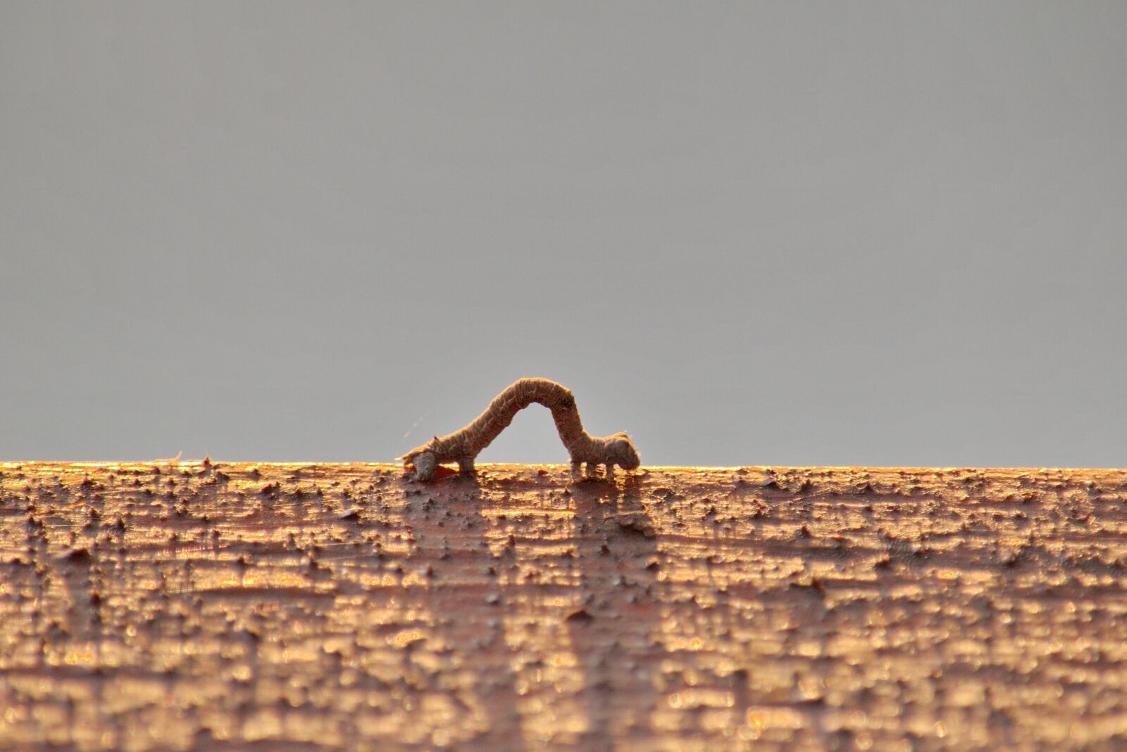 Nikon D5500 sample photo. Insect, larva, light brown photography