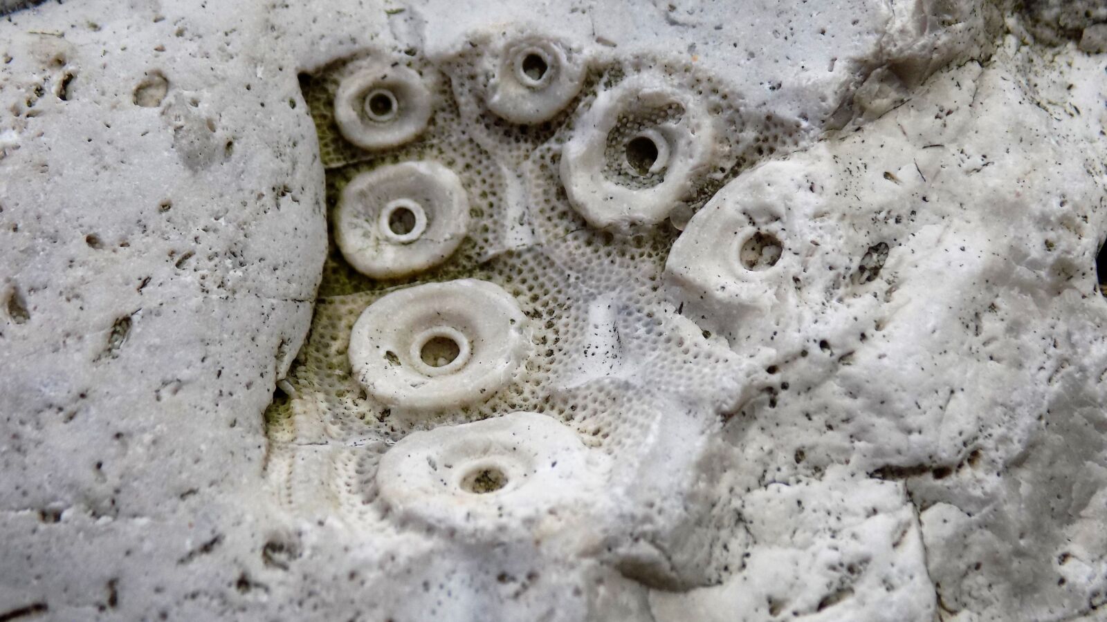 Nikon COOLPIX L340 sample photo. Fossil, cretaceous period, baltic photography