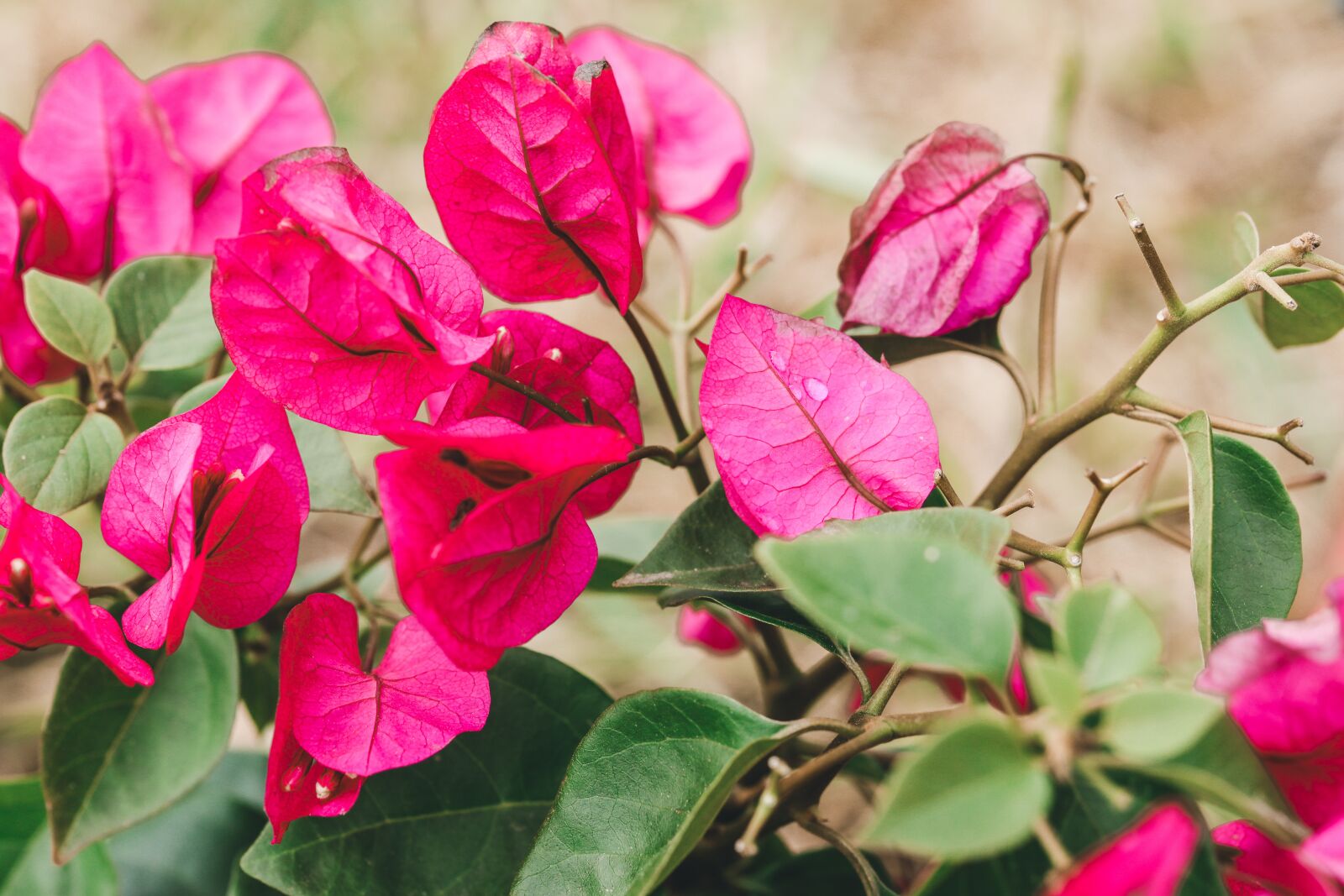 Canon TAMRON SP 90mm F/2.8 Di VC USD MACRO1:1 F004 sample photo. Pink, mother's day, bouganville photography