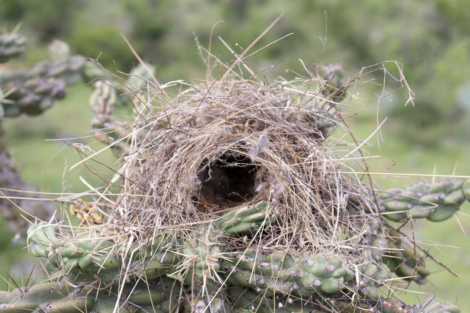 Sony a7 + Sony FE 28-70mm F3.5-5.6 OSS sample photo. Nest, nature, home photography