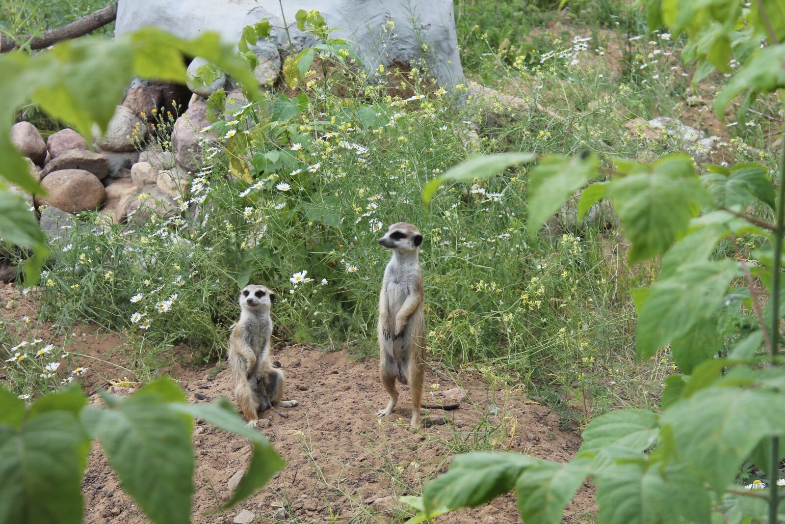 Canon EOS 1100D (EOS Rebel T3 / EOS Kiss X50) sample photo. The meerkats, zoo, moscow photography