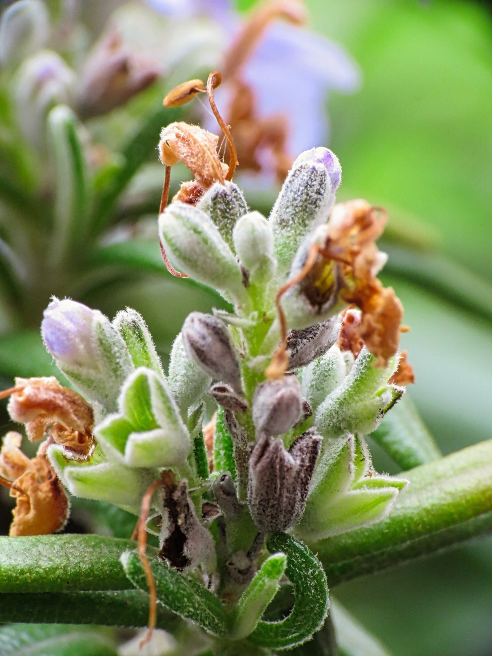 Canon PowerShot SX40 HS sample photo. Rosemary, aromas, spices photography
