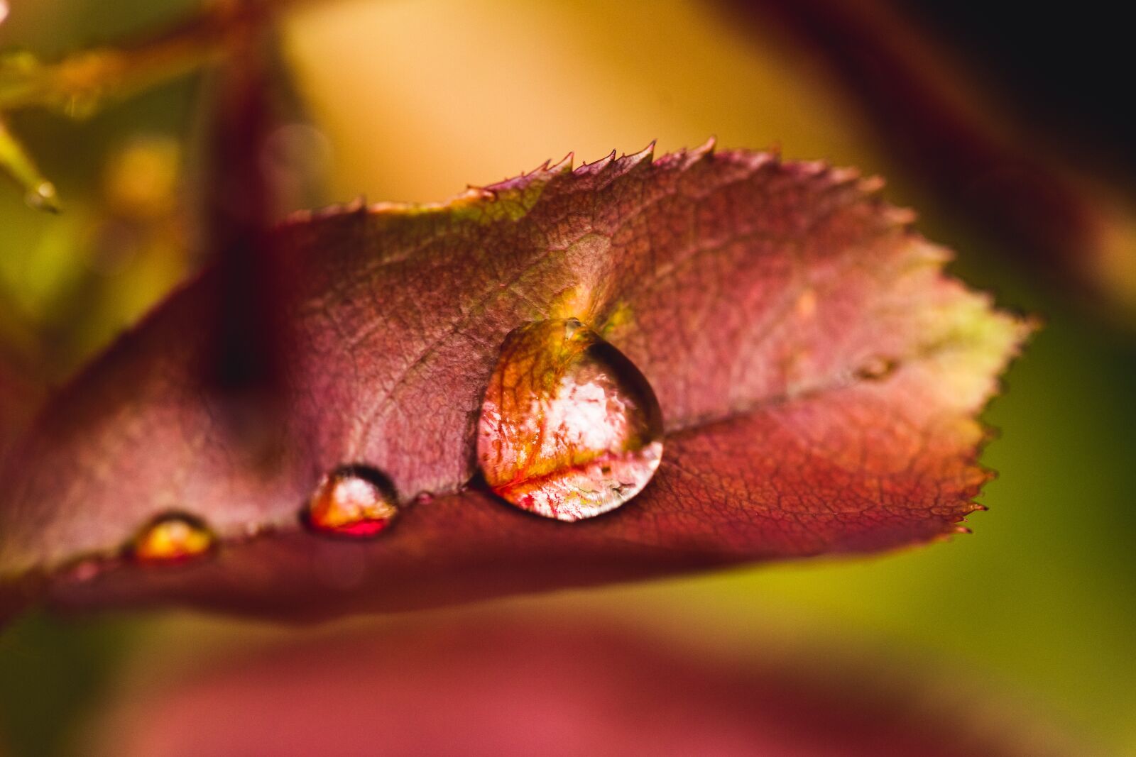 Canon EF 100mm F2.8L Macro IS USM sample photo. Leaf, drop, dew photography