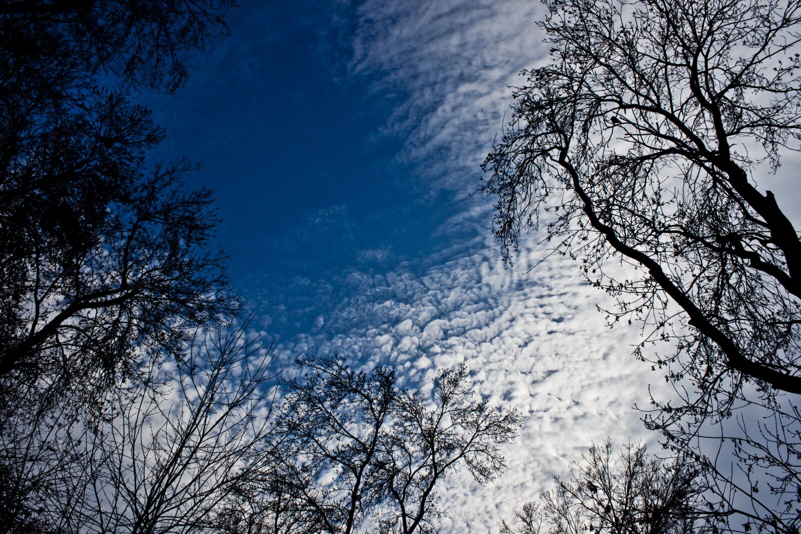 Canon EOS 500D (EOS Rebel T1i / EOS Kiss X3) sample photo. Tree, branch, forest photography