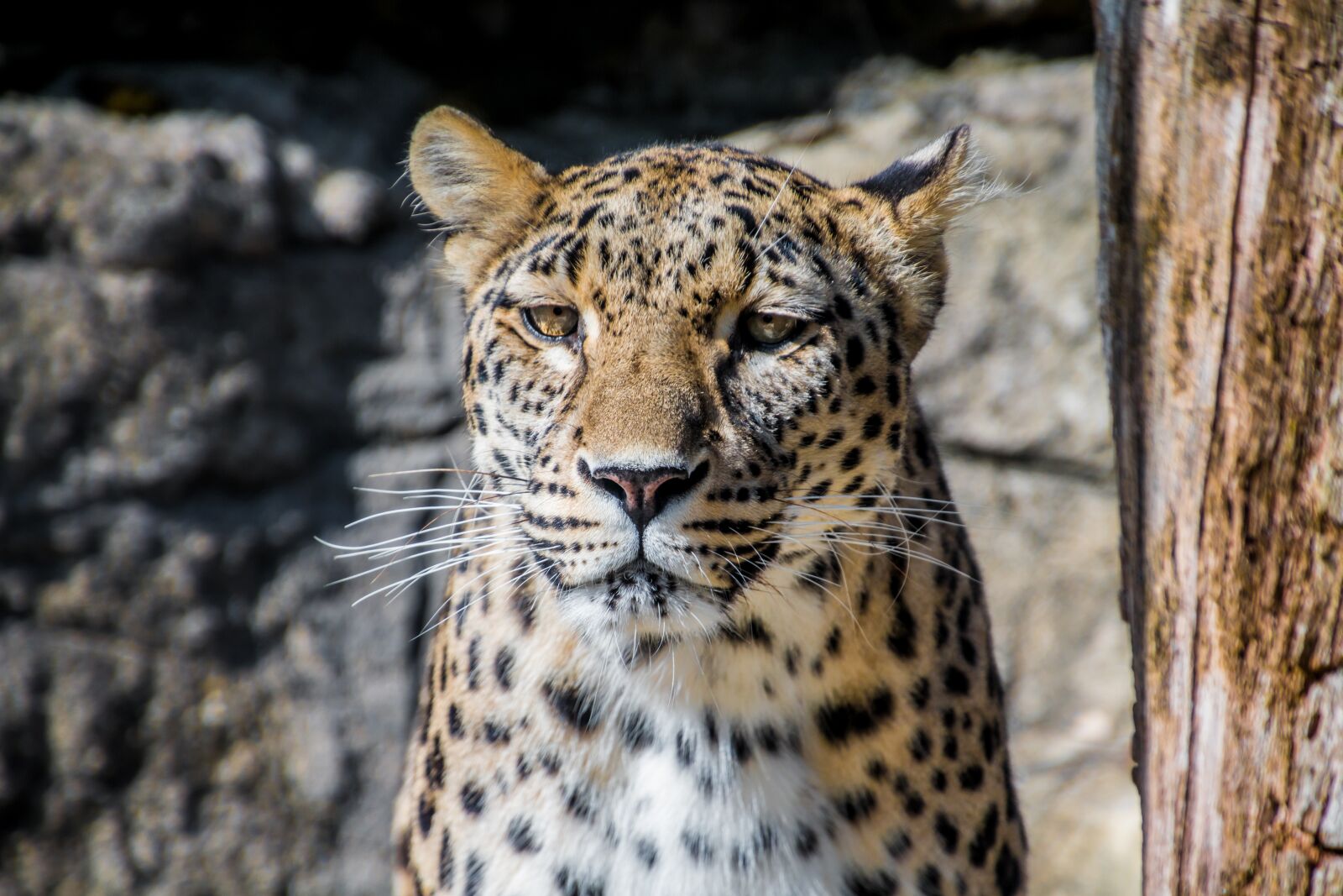 Canon EOS 70D sample photo. Leopard, persian leopard, big photography