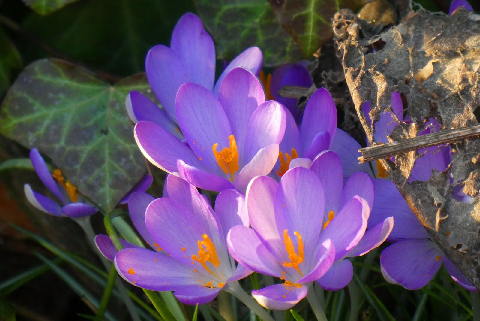 Panasonic Lumix DC-ZS70 (Lumix DC-TZ90) sample photo. Crocus, flower, bloom photography