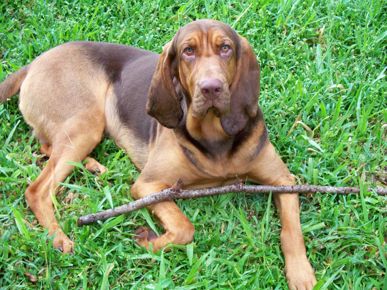Kodak EASYSHARE Z1485 IS DIGITAL CAMERA sample photo. Bloodhound, dog, liver photography