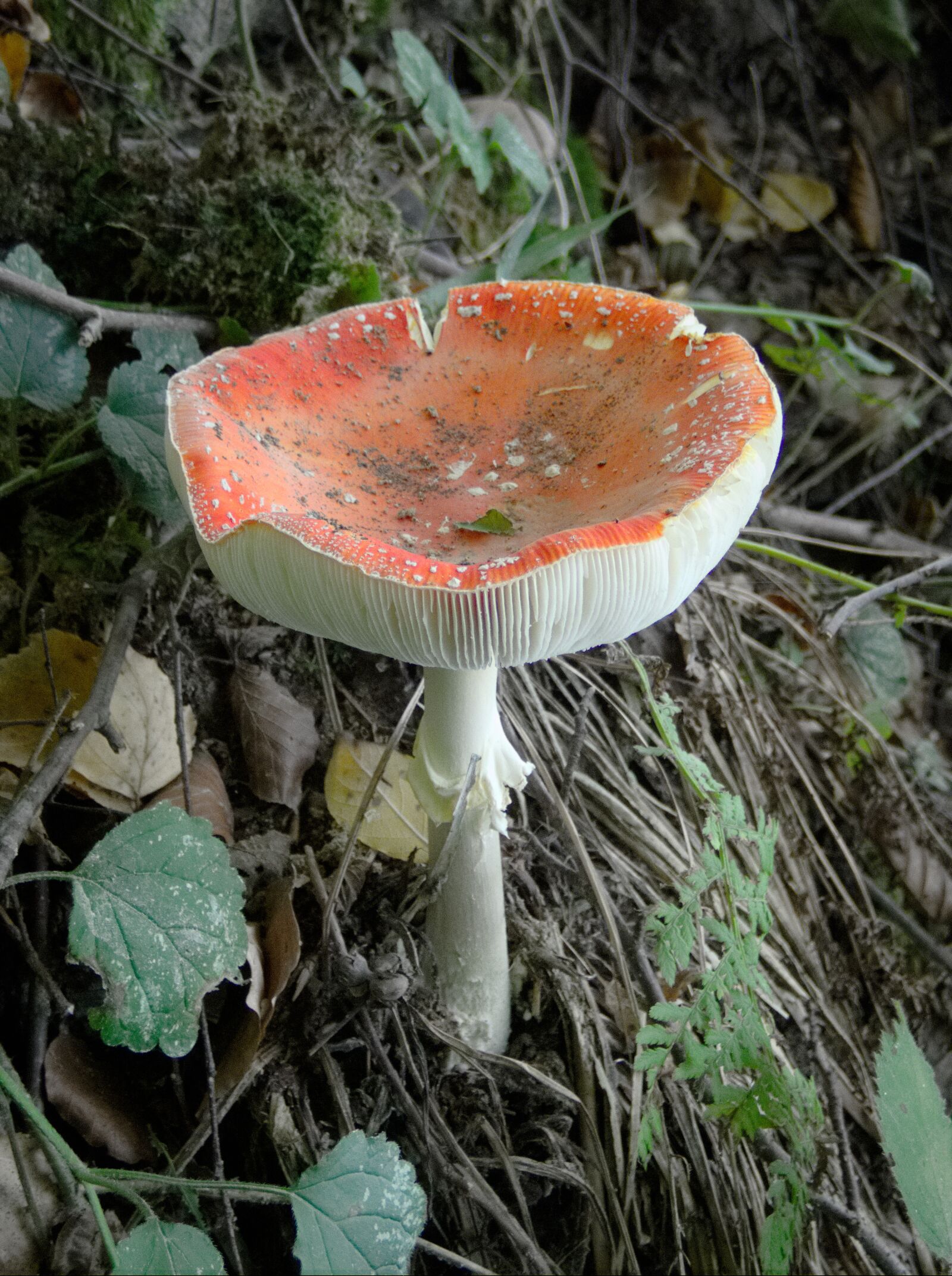 Olympus TG-5 sample photo. Fly agaric, mushroom, orange photography