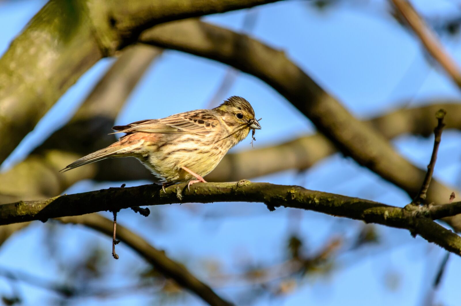 Nikon D3200 sample photo. Nature, bird, fink photography