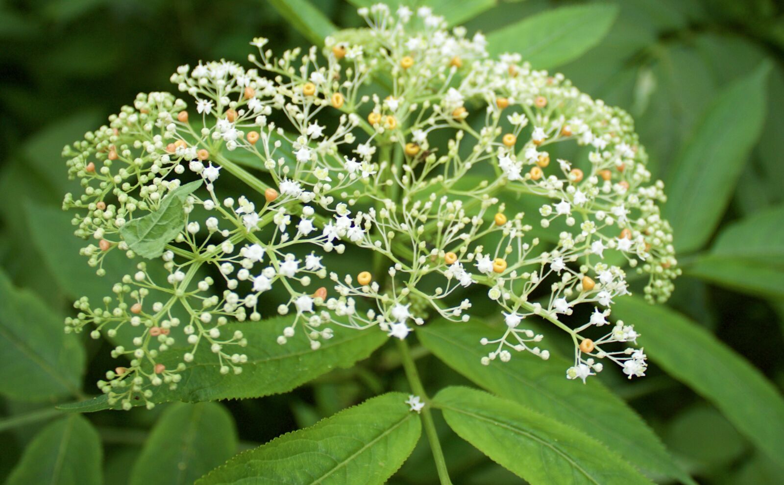 Canon EOS 1200D (EOS Rebel T5 / EOS Kiss X70 / EOS Hi) sample photo. Green plant, flower, white photography