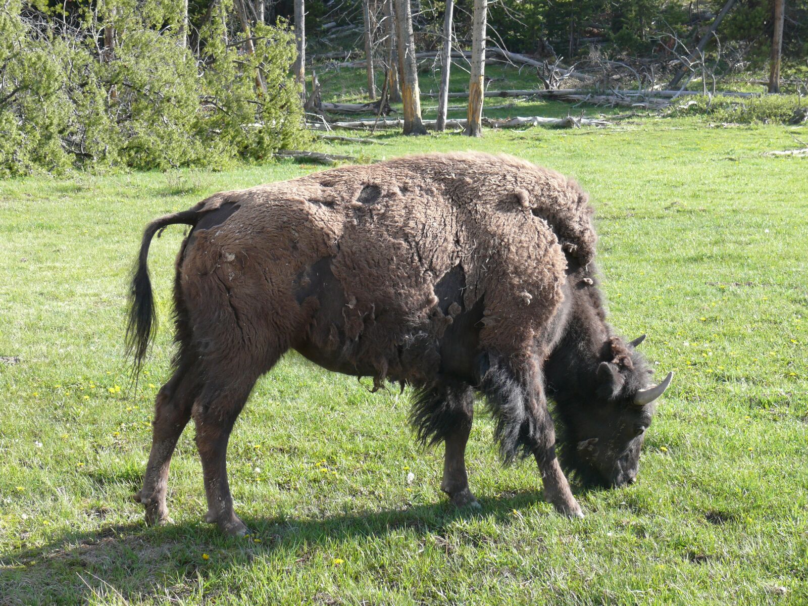 Panasonic DMC-FZ50 sample photo. Bison, american buffalo, wildlife photography