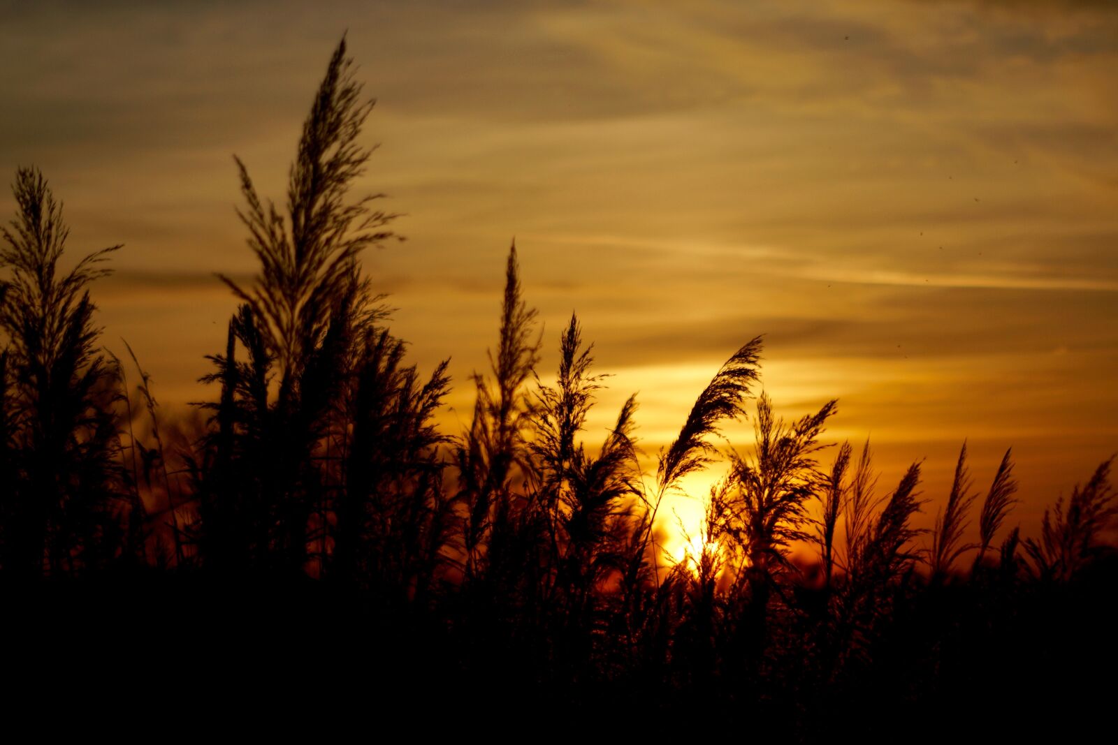 Sony SLT-A77 sample photo. Sun, sundance, hungary photography