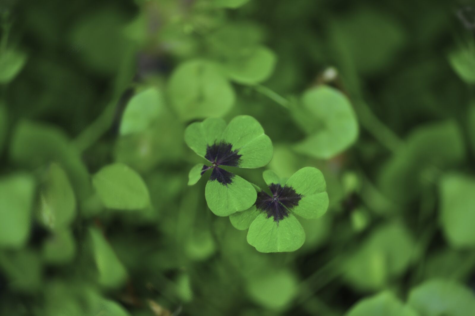 Canon EOS 5D Mark II sample photo. Lucky clover, green, symbol photography