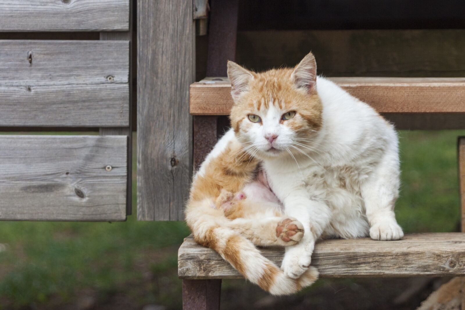 Canon EOS 500D (EOS Rebel T1i / EOS Kiss X3) sample photo. Cat, domestic cat, kitten photography