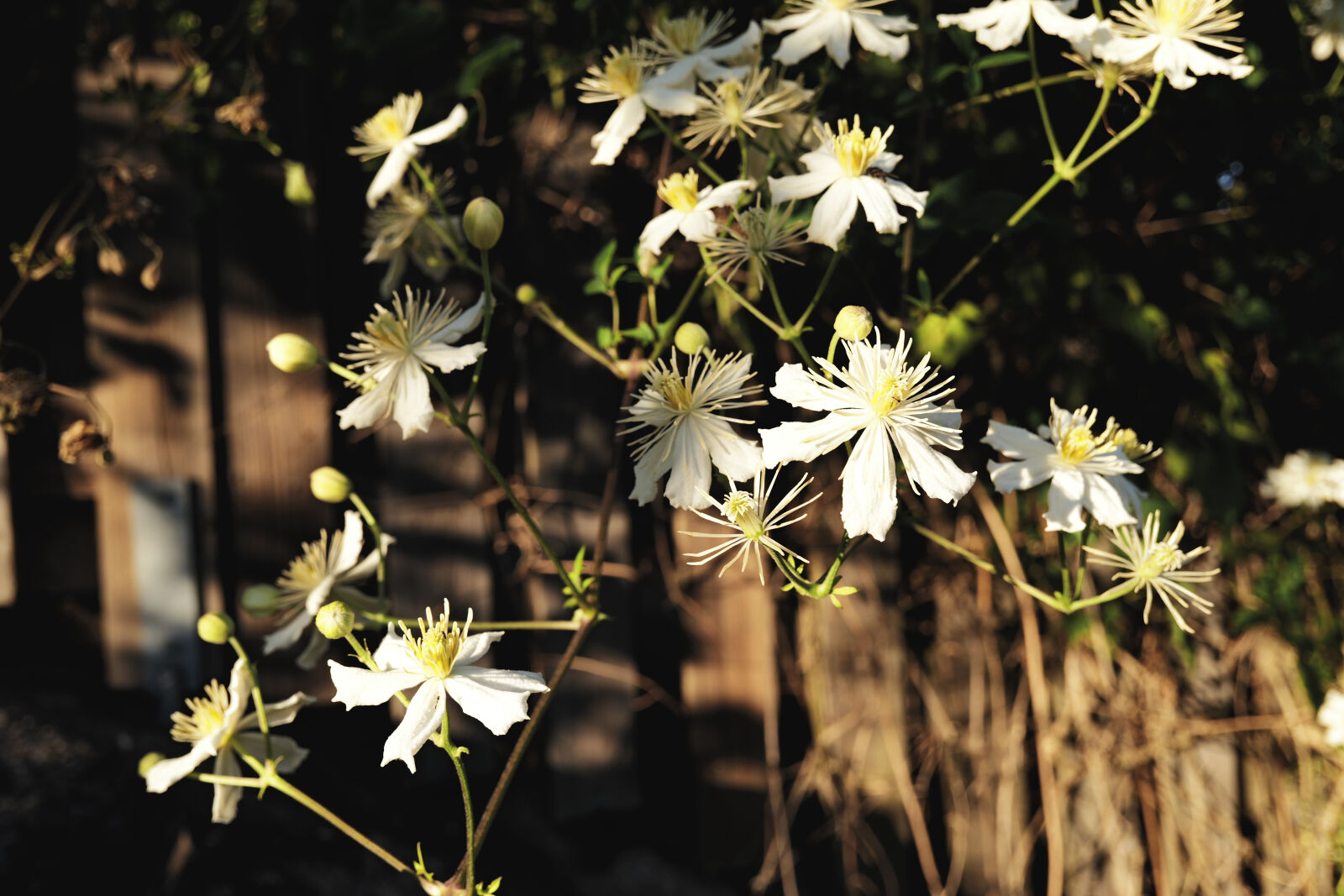 Panasonic Lumix DC-S9 sample photo. Flower wall photography
