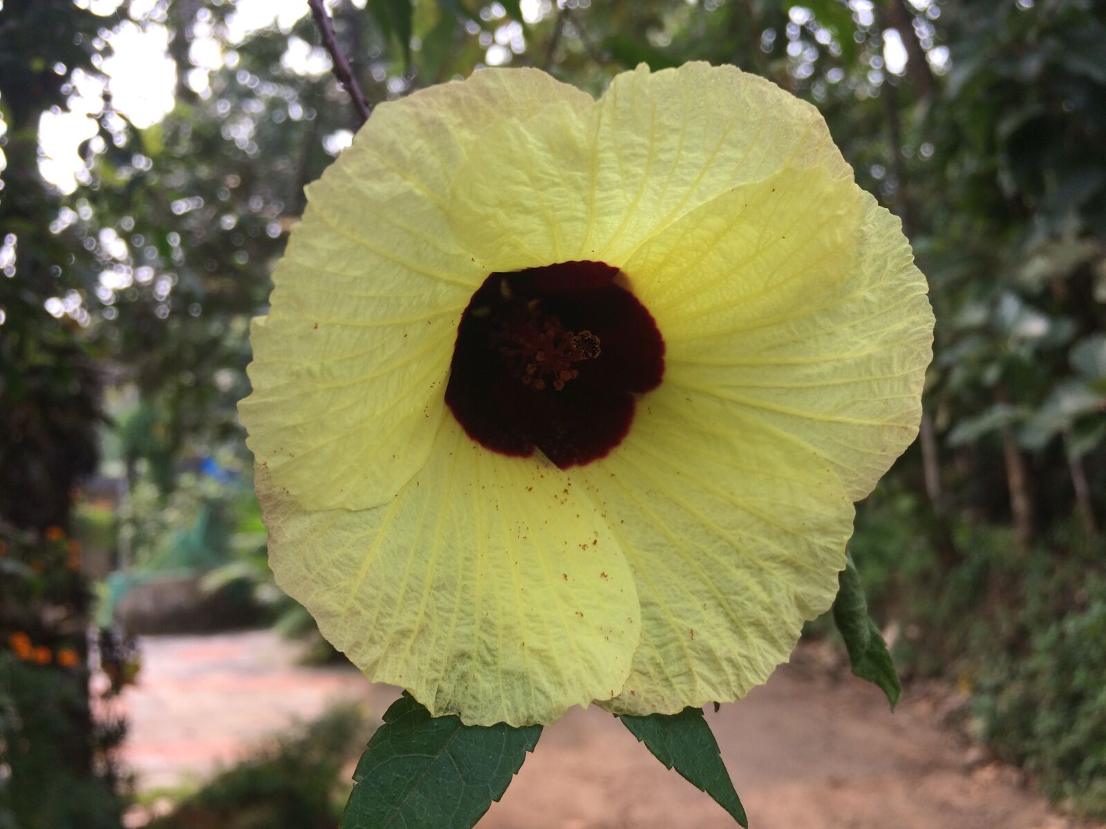 iPhone 5s back camera 4.15mm f/2.2 sample photo. Flower photography