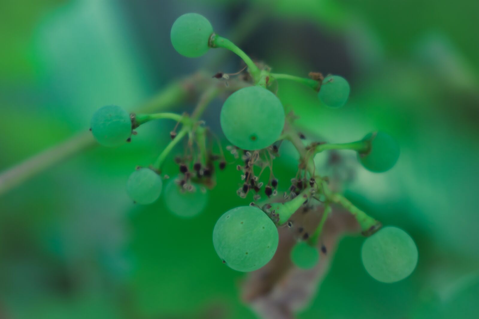 Nikon D3400 sample photo. Green, grapes, fruit photography