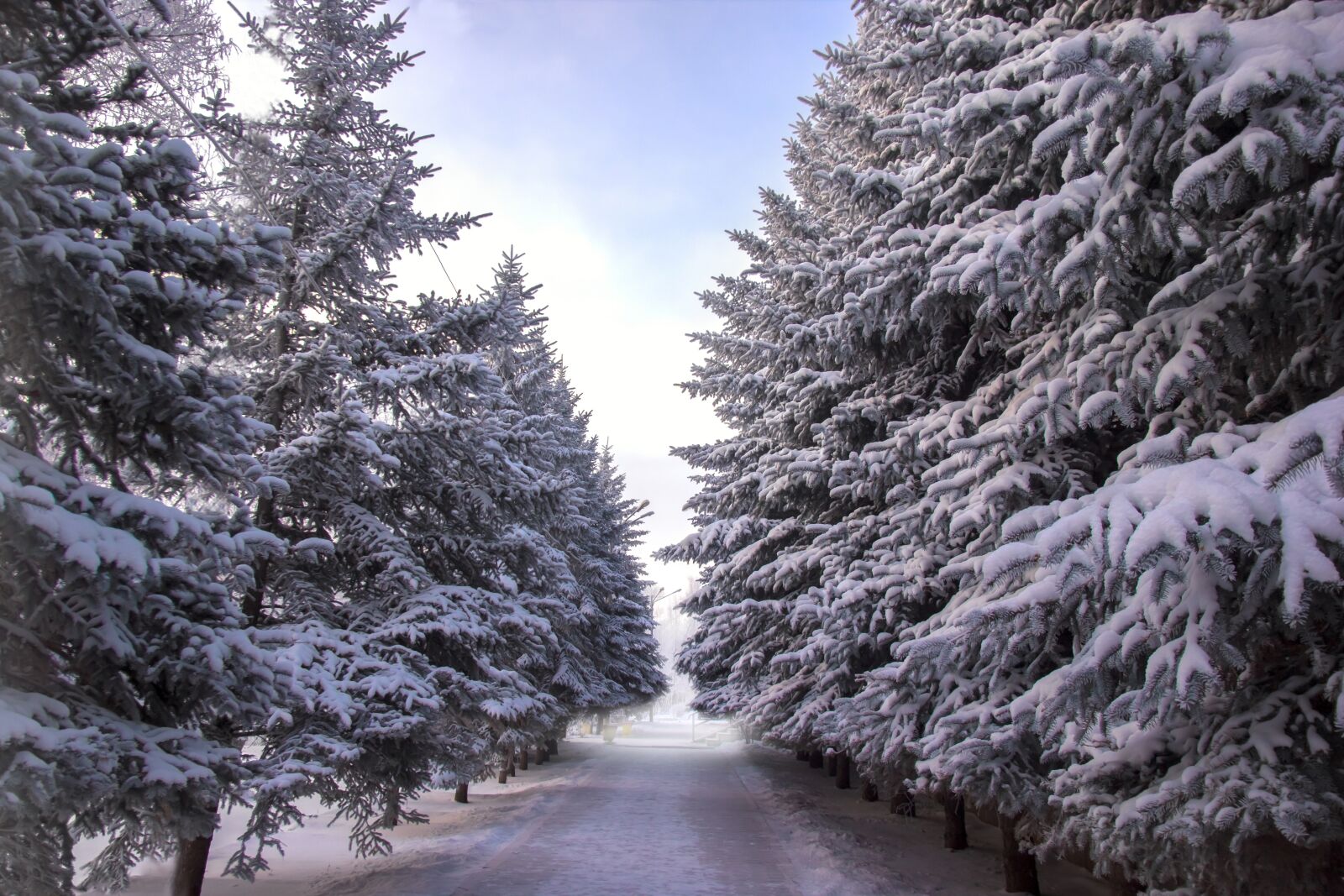 Canon EOS 550D (EOS Rebel T2i / EOS Kiss X4) sample photo. Spruce, frost, winter photography