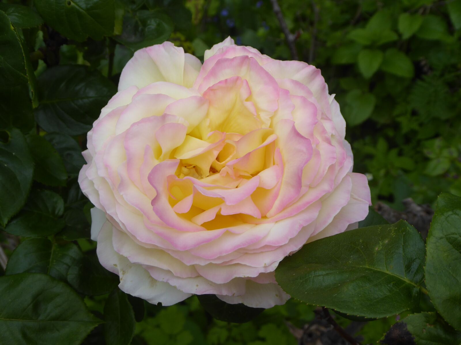 Panasonic DMC-TZ71 sample photo. Rose, fragrance, blossom photography