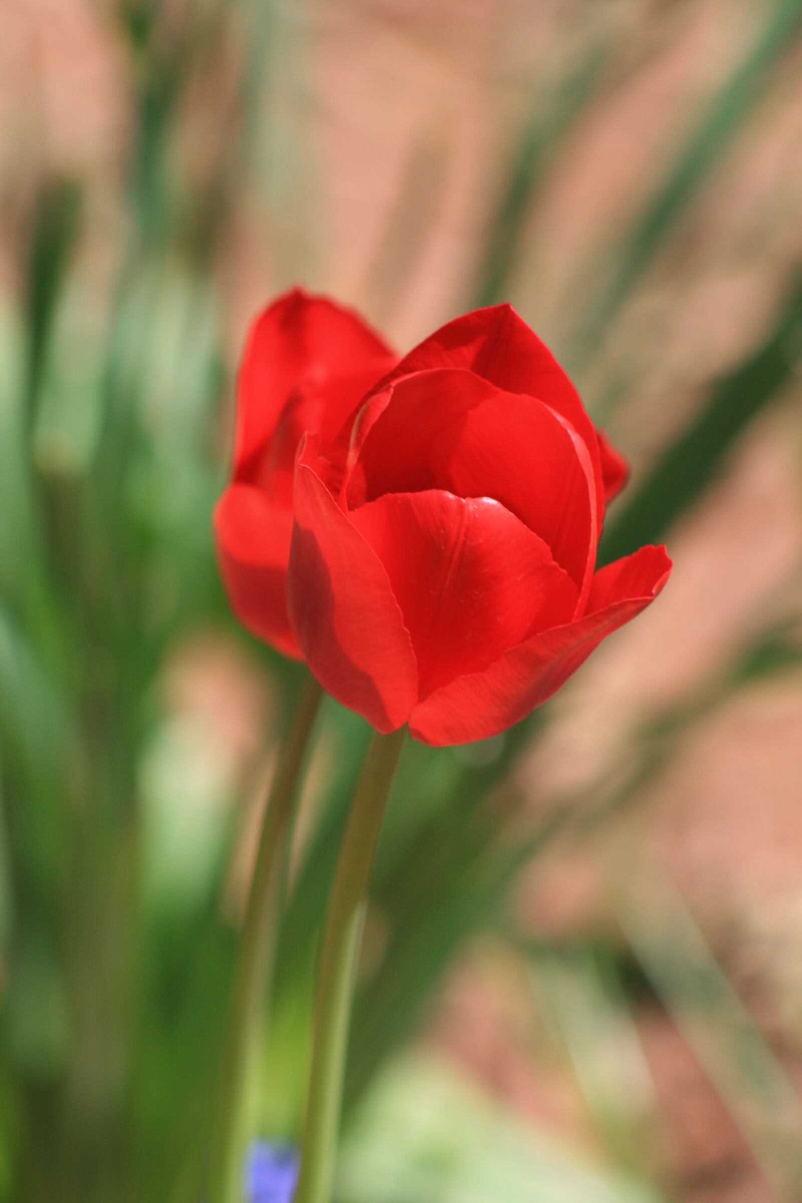 Canon EOS 400D (EOS Digital Rebel XTi / EOS Kiss Digital X) sample photo. Tulip, flower, red photography