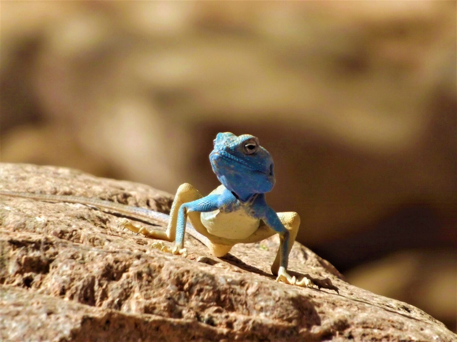 FujiFilm FinePix S4000 (FinePix S4050) sample photo. Reptile, desert, mountain photography