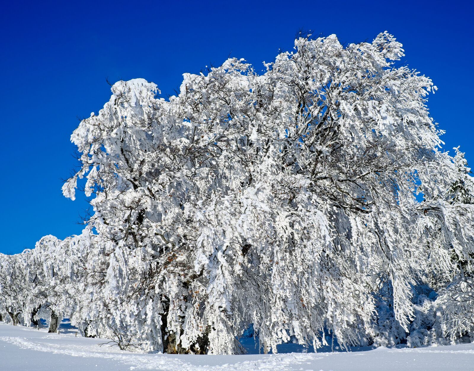 Fujifilm X-T10 + Fujifilm XF 35mm F1.4 R sample photo. Wintry, trees, book photography