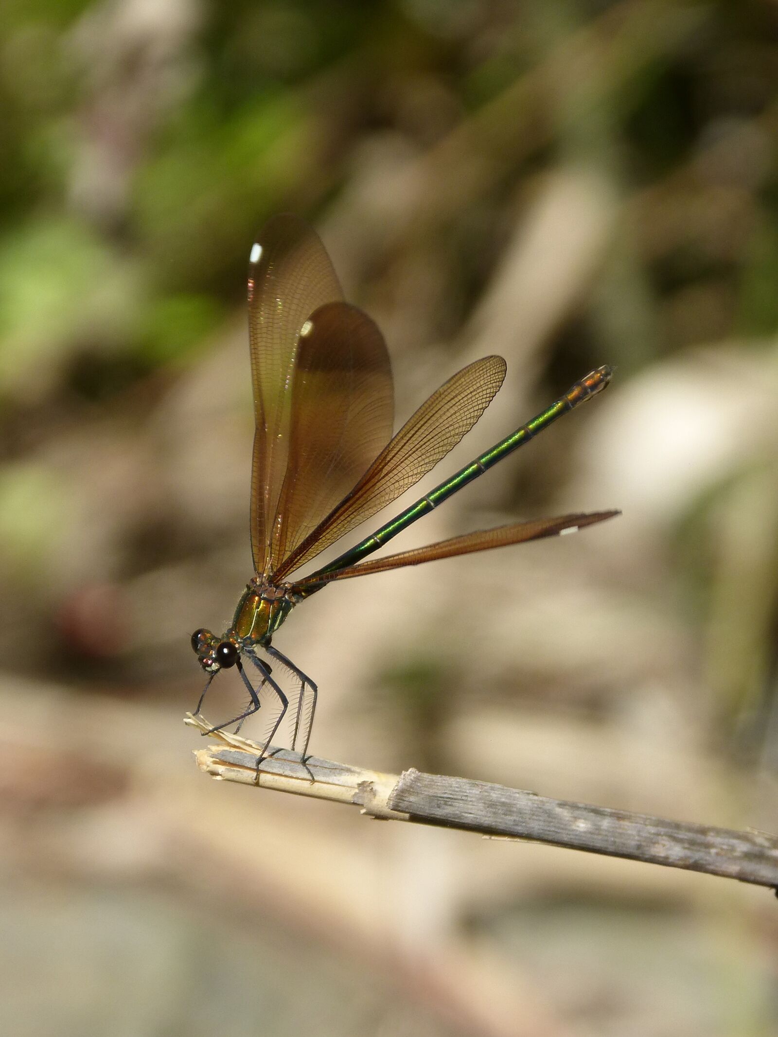 Panasonic DMC-FZ62 sample photo. Libella, black dragonfly, calopteryx photography