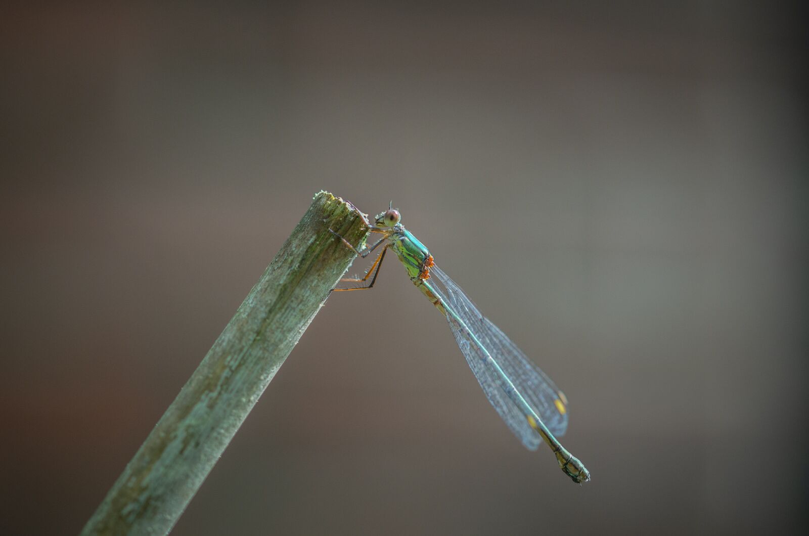 Nikon D7000 sample photo. Dragonfly, focus, wings photography