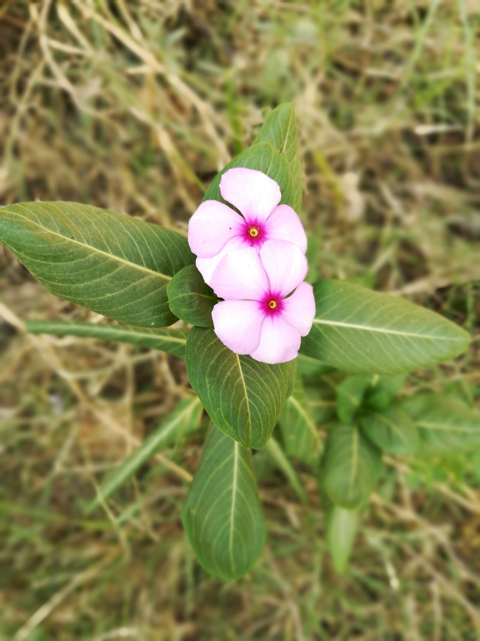HUAWEI honor 6x sample photo. Flowers, pink photography