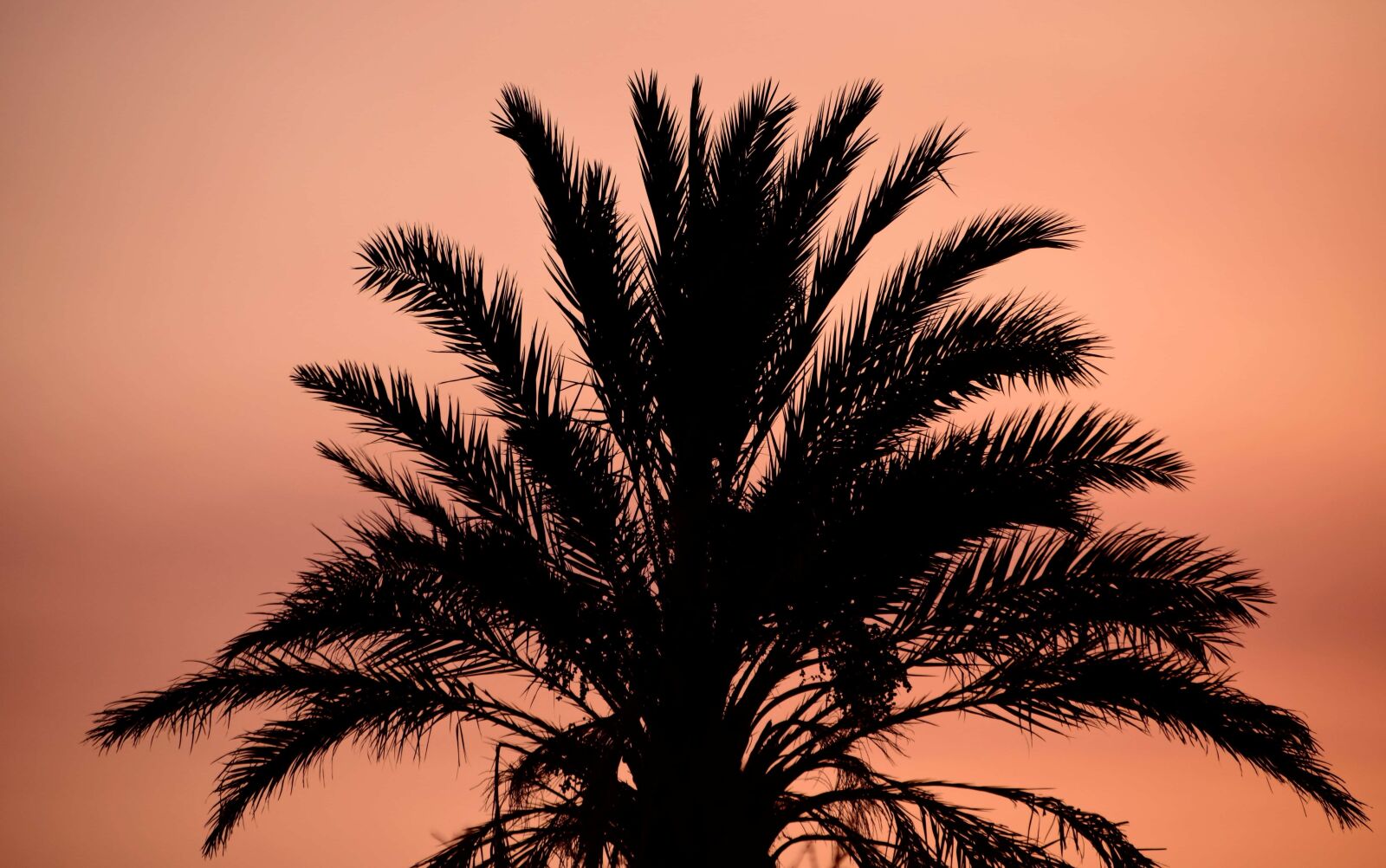 Nikon D3300 sample photo. Coconut, sunset, silhouette, nature photography
