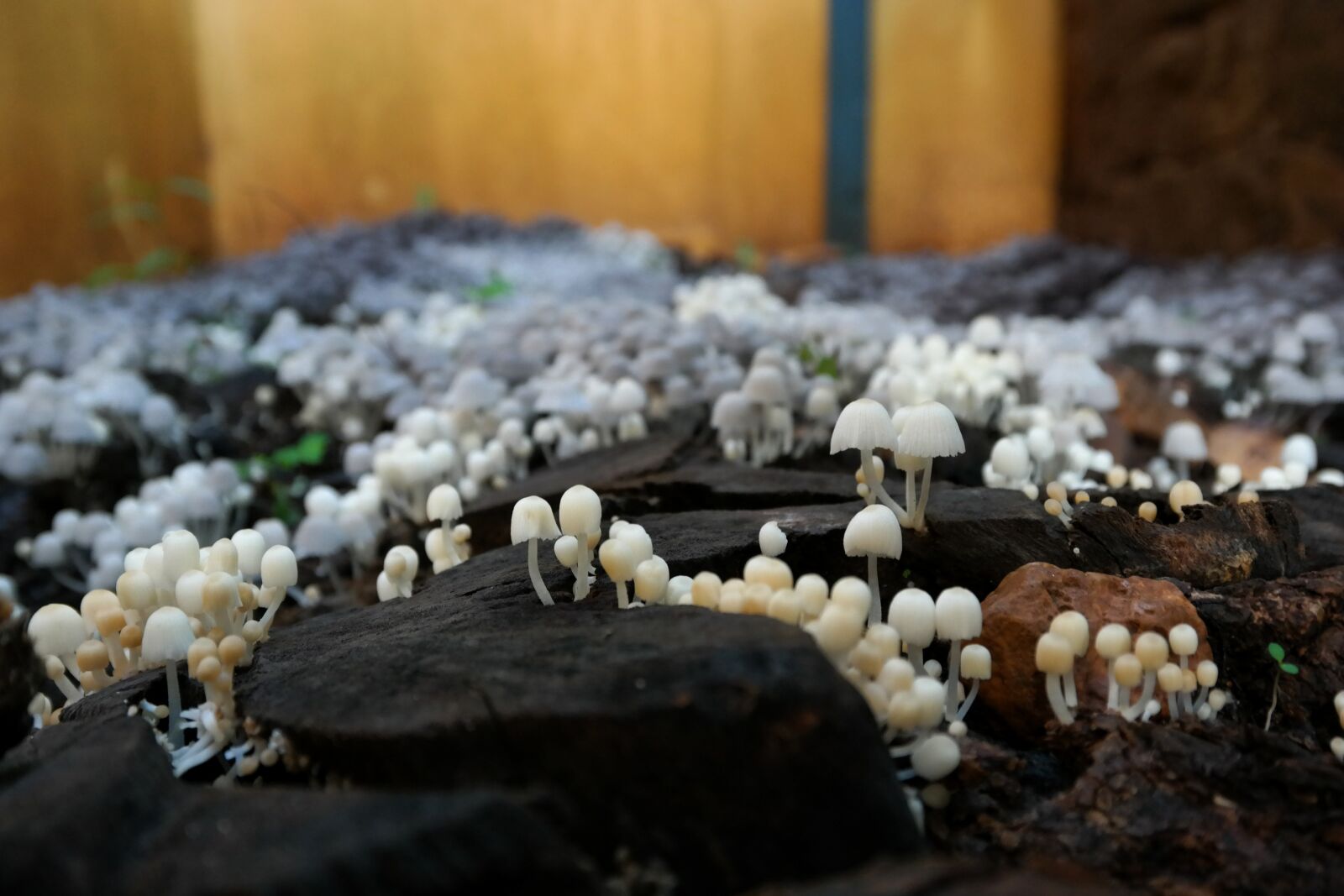 Samsung NX300 sample photo. Mushrooms, earth, ground photography