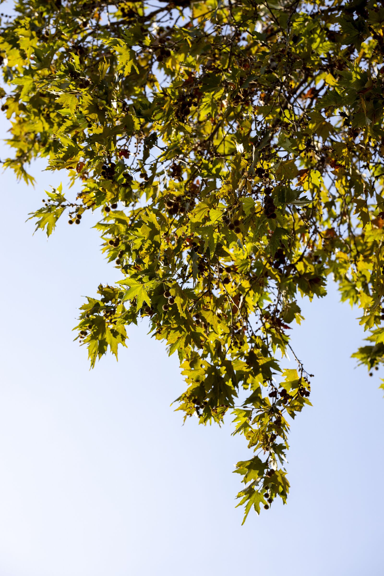 Canon RF 85mm F1.2L USM sample photo. The leaves are, leaves photography