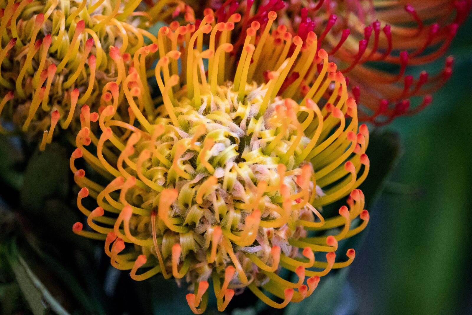 Canon EF-S 55-250mm F4-5.6 IS STM sample photo. Pincushion, plant, flower photography