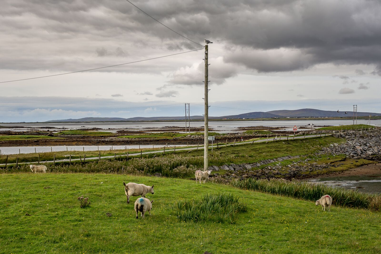 Nikon D7100 sample photo. Scotland, sheep, green photography