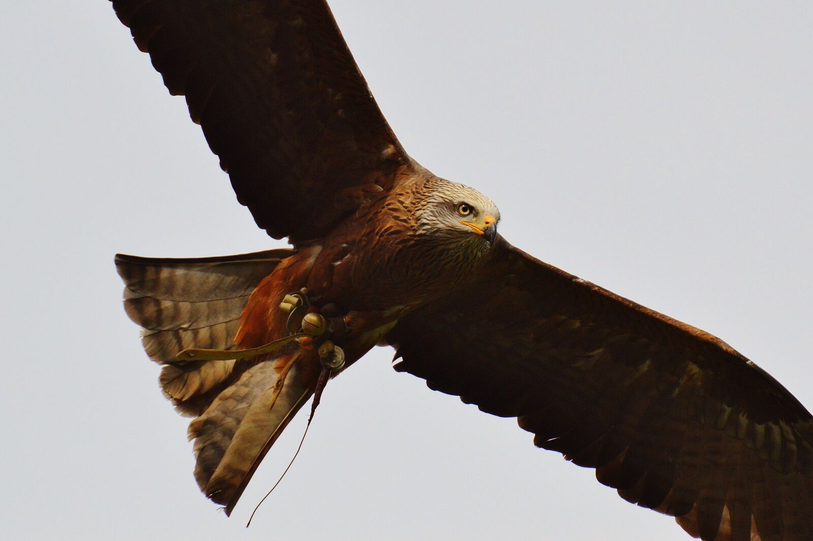 Nikon D3200 sample photo. Red kite, milvus milvus photography