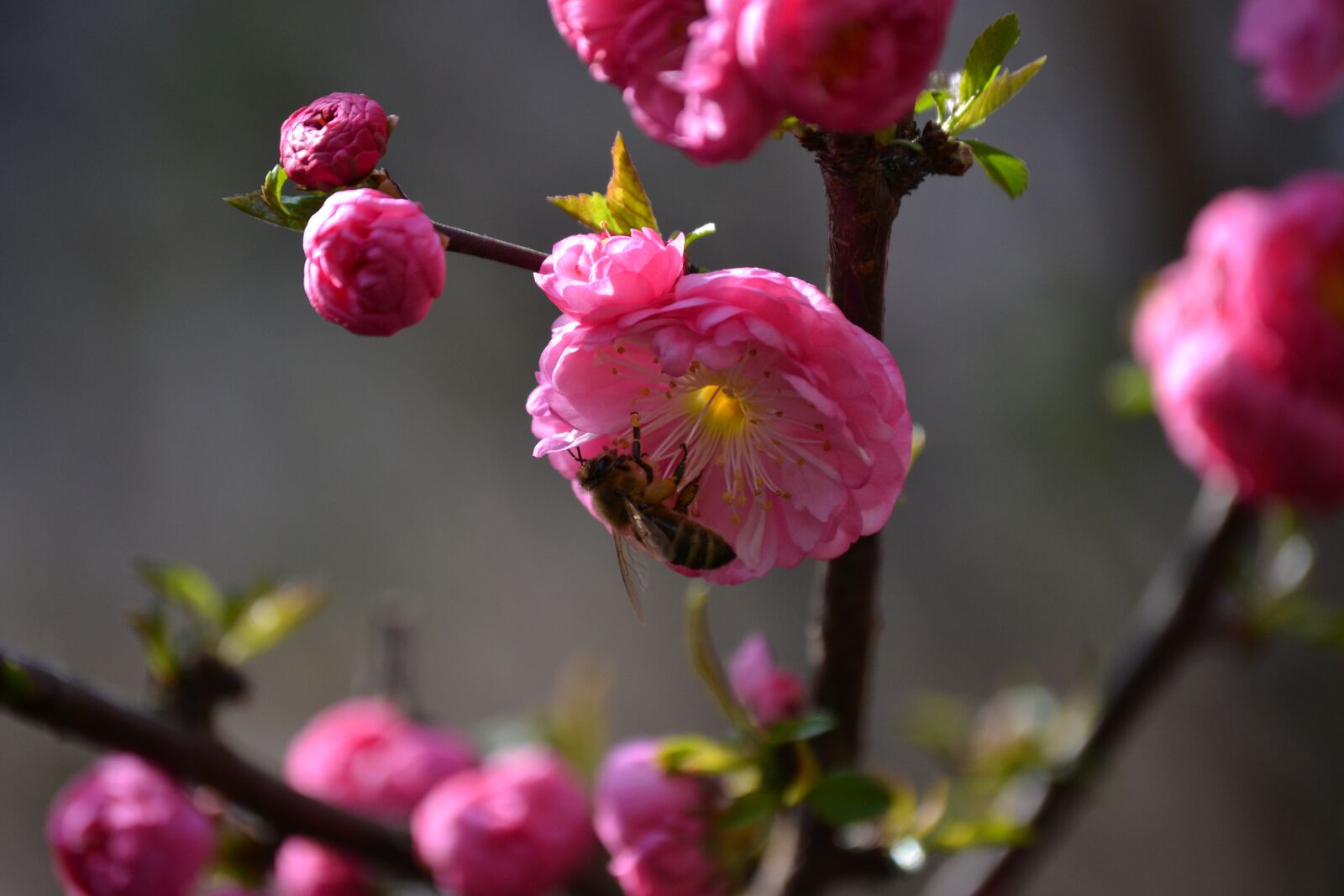 Nikon D3100 sample photo. Nature, flower, garden photography