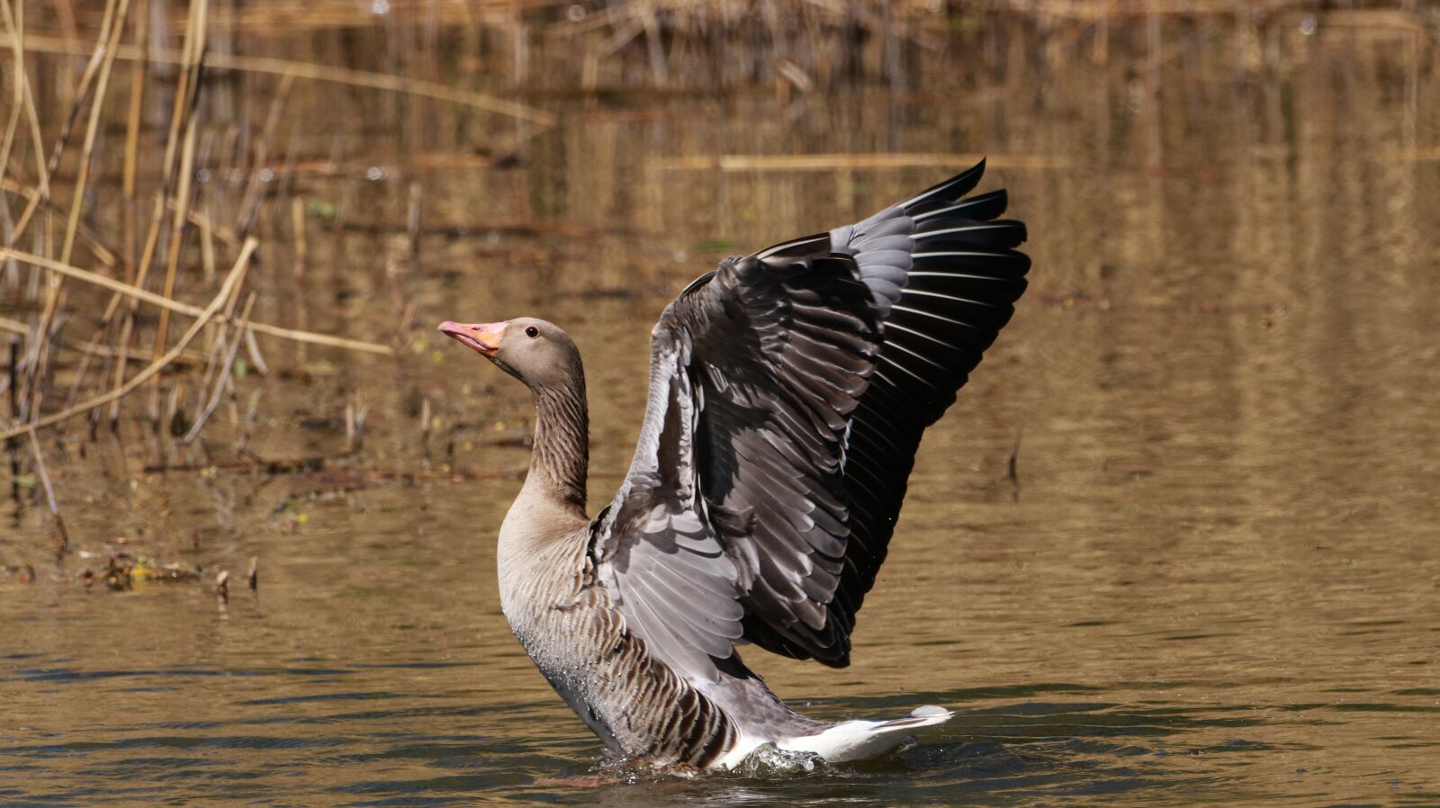 150-600mm F5-6.3 DG OS HSM | Contemporary 015 sample photo. Lake, water bird, nature photography