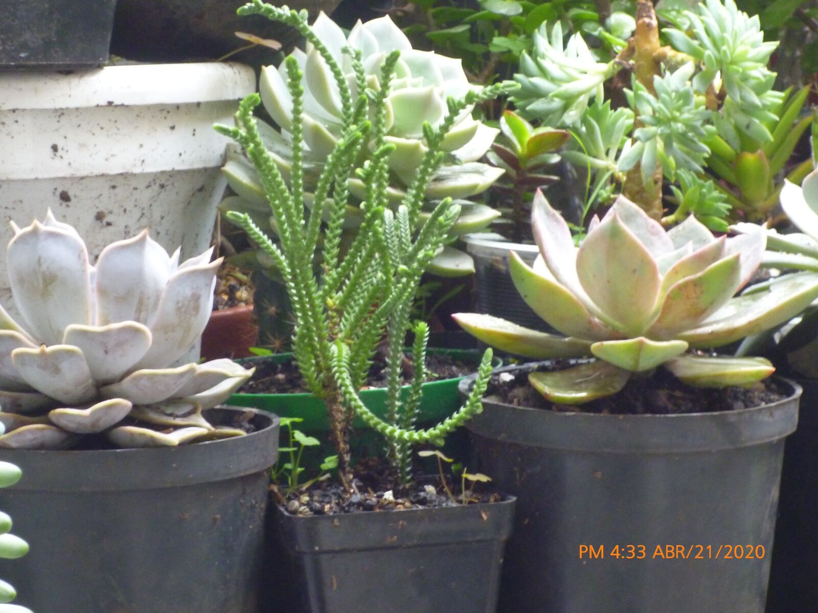 Panasonic DMC-FH2 sample photo. Cactus, opuntia, jardín photography