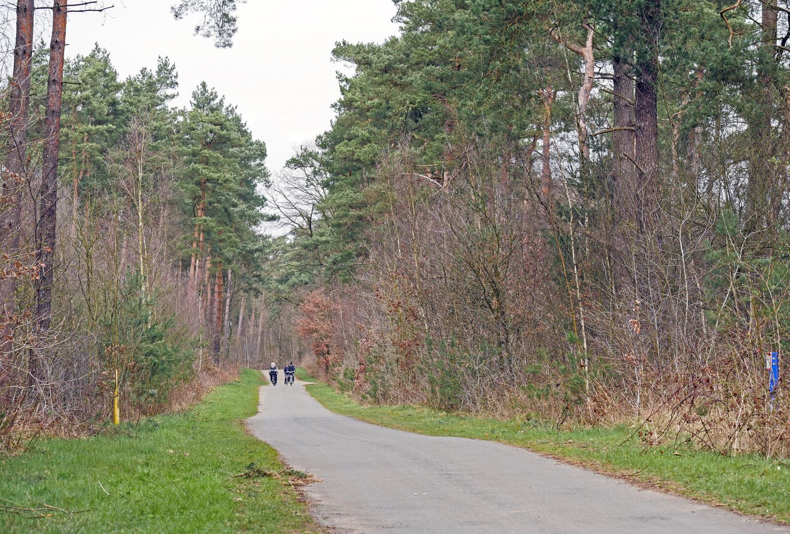 Panasonic Lumix DMC-GX8 sample photo. Bike ride, pine forest photography