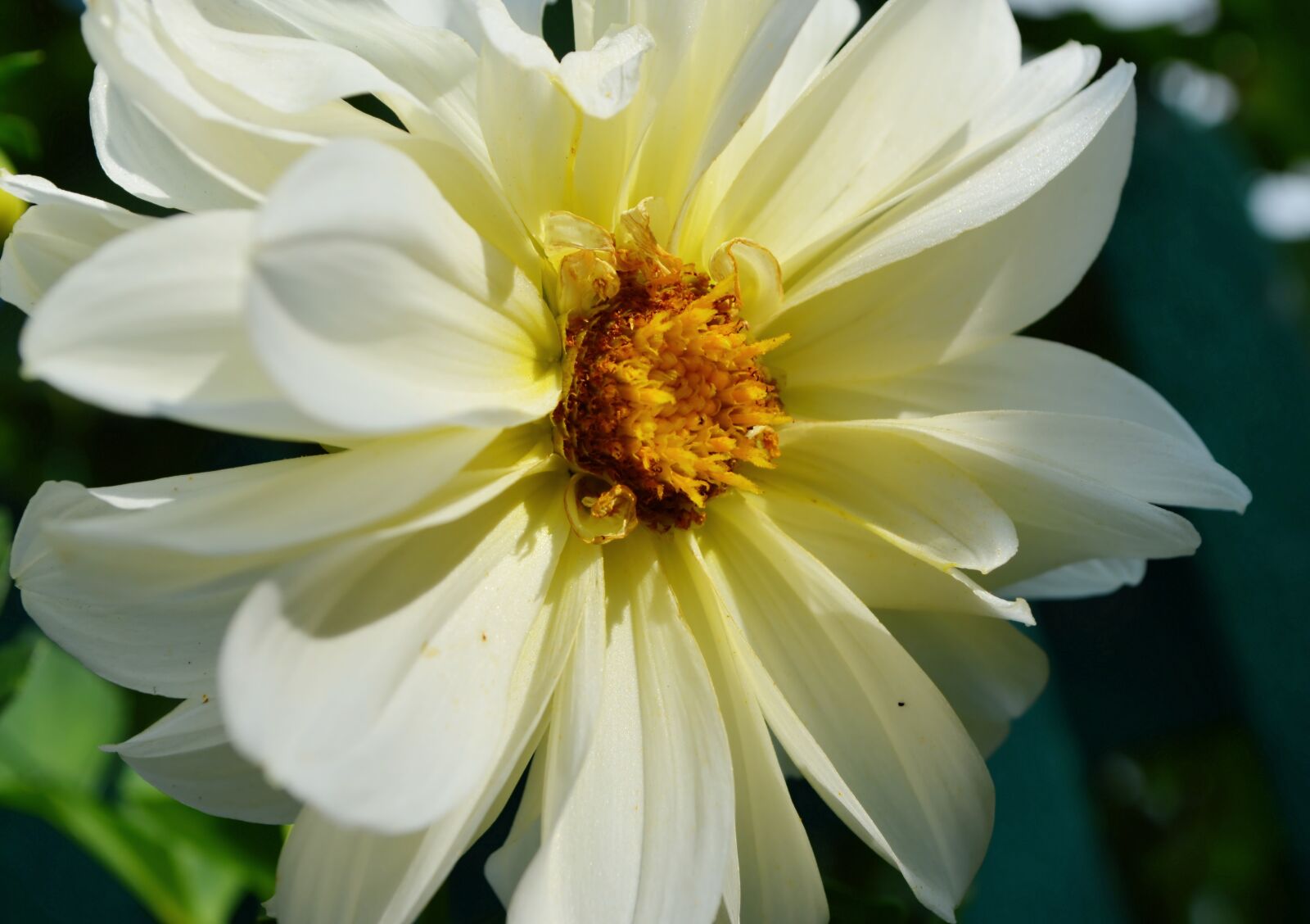 Nikon D5100 sample photo. Dahlia, white flower, stamens photography