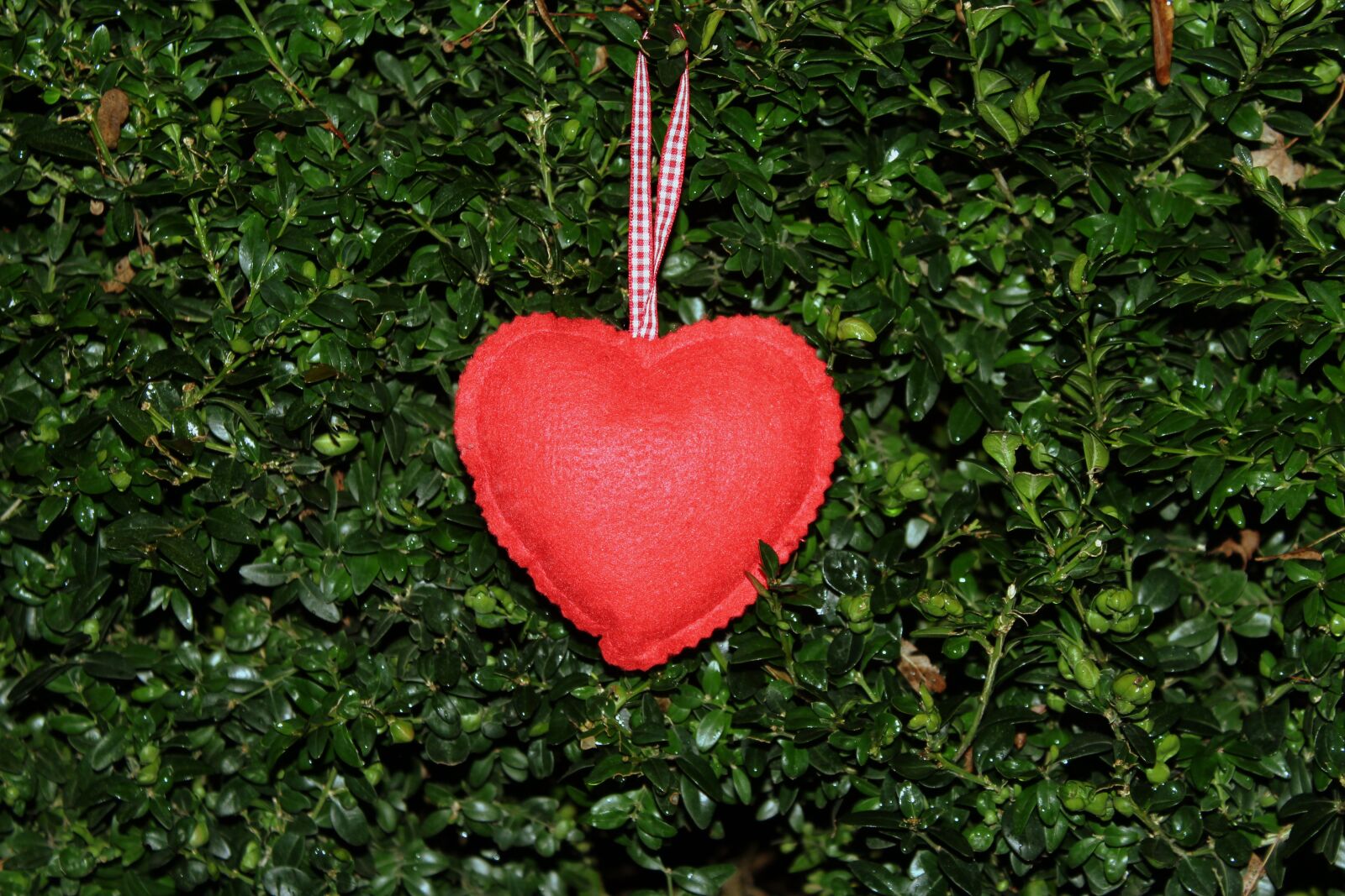 Canon EOS 1200D (EOS Rebel T5 / EOS Kiss X70 / EOS Hi) sample photo. Heart, red, symbol photography