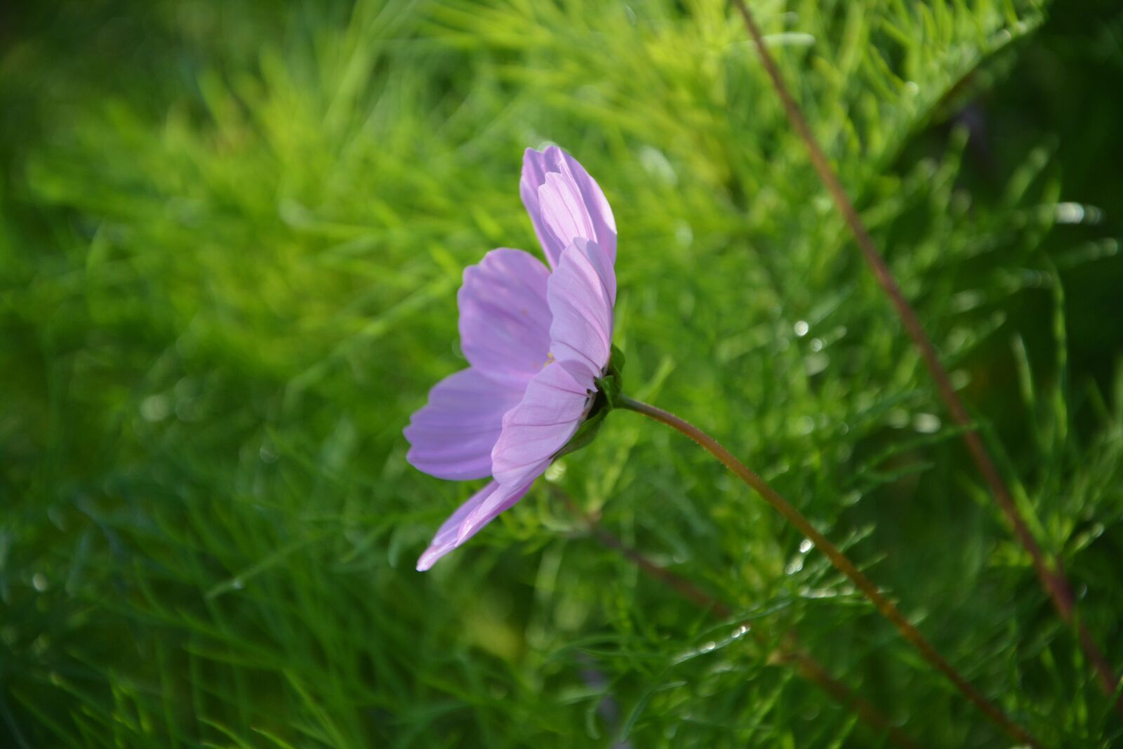 Nikon D5200 sample photo. Flowers, profile flower, flower photography