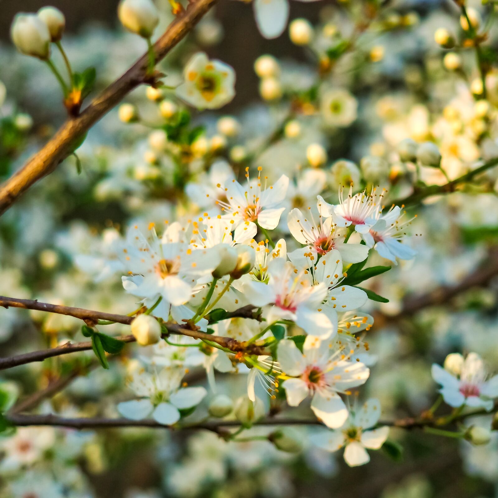 Olympus OM-D E-M10 sample photo. Sour cherry, tree, nature photography