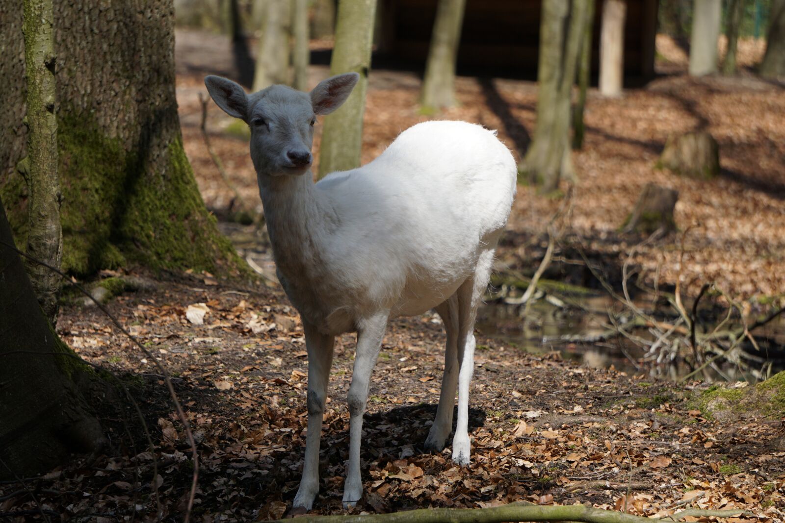 Sony a6000 sample photo. Roe deer, mammal, nature photography