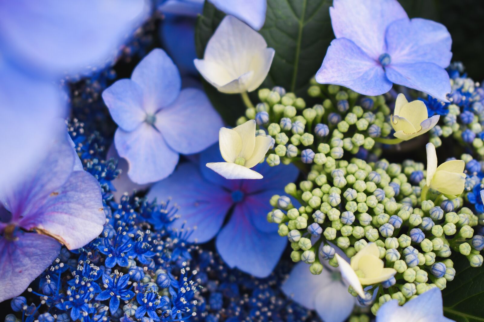 Nikon D5600 sample photo. Flowers, blue, purple photography