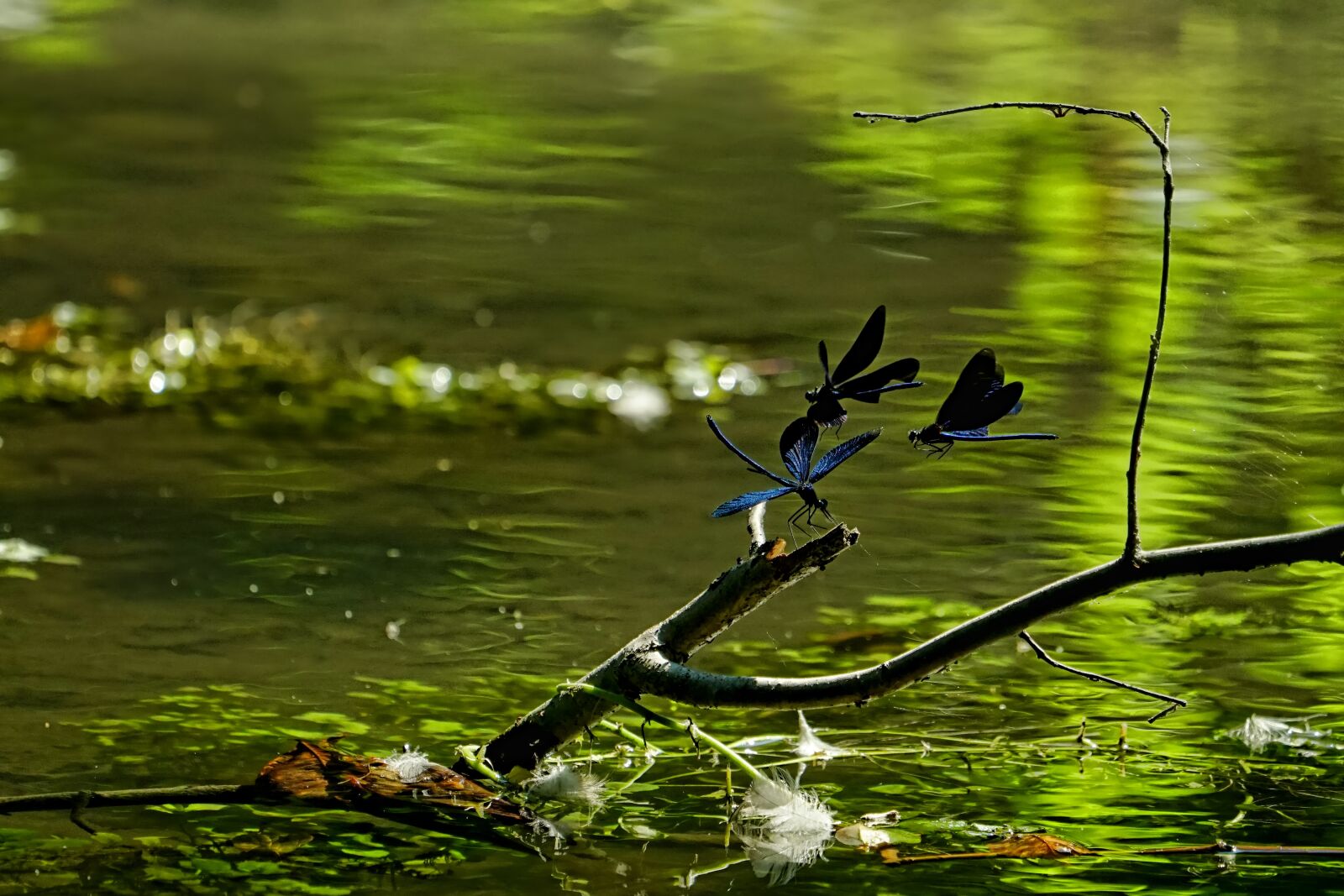 Sony a6300 + Sony FE 100-400mm F4.5-5.6 GM OSS sample photo. Nature, pond, magnificent dragonflies photography