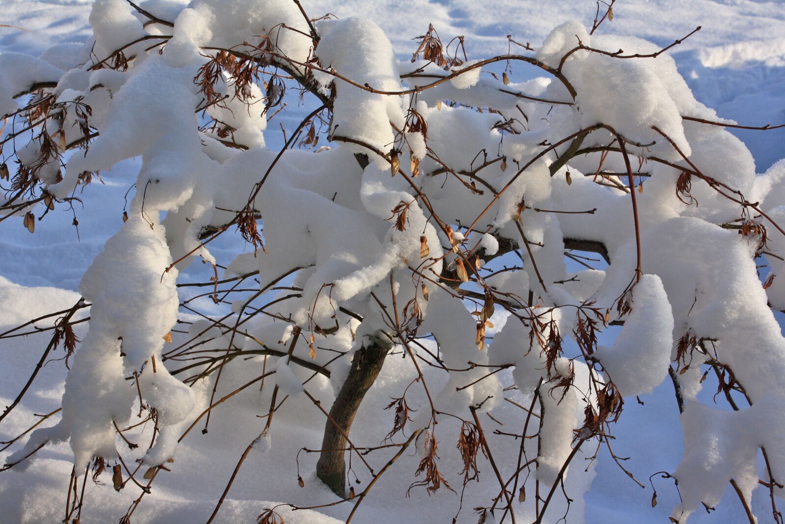 Canon EOS 1000D (EOS Digital Rebel XS / EOS Kiss F) sample photo. Winter, snow, shrubs photography