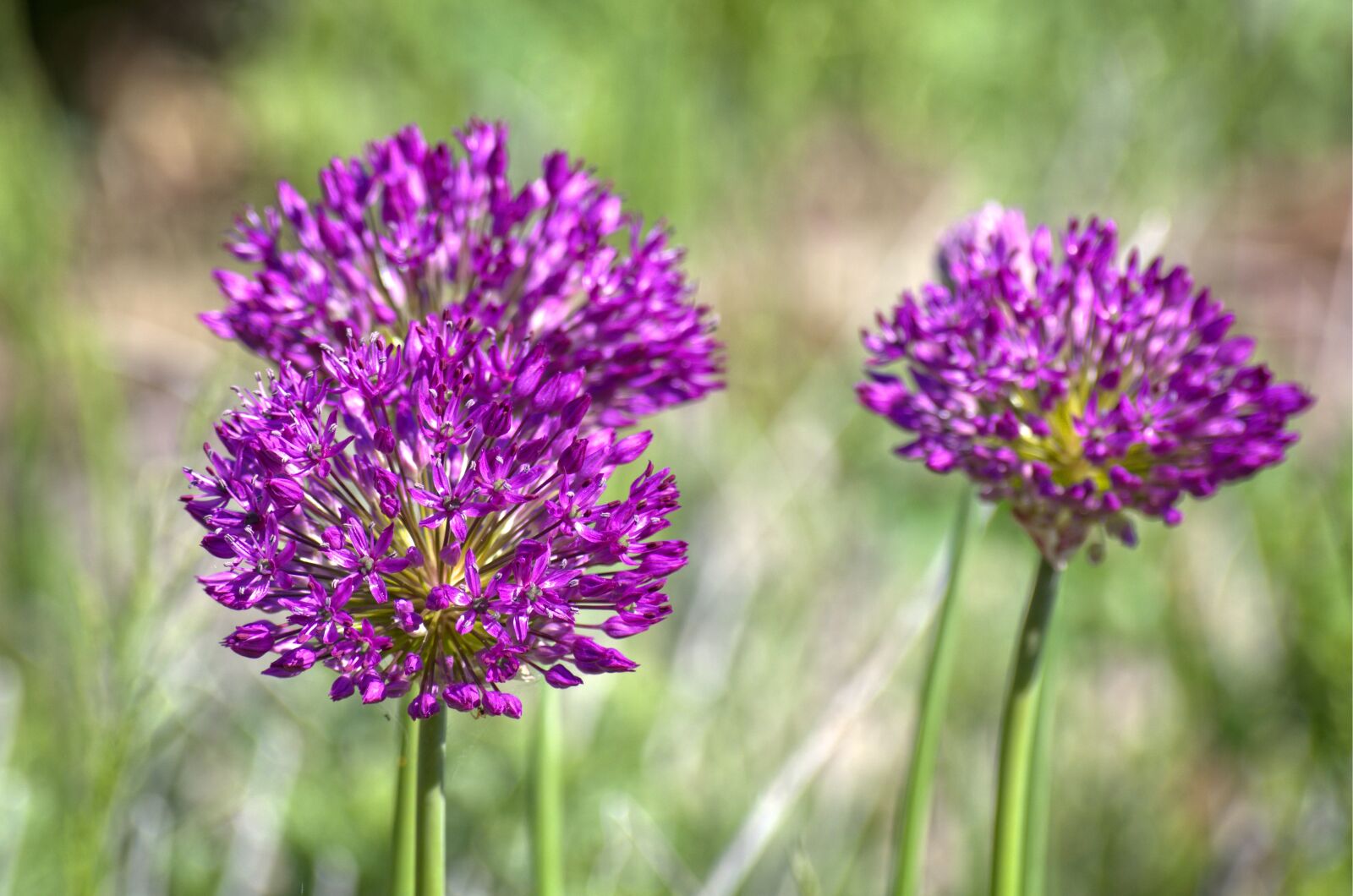 55.0-200.0mm f/4.0-f/5.6 sample photo. Spring, globe thistle, bloom photography