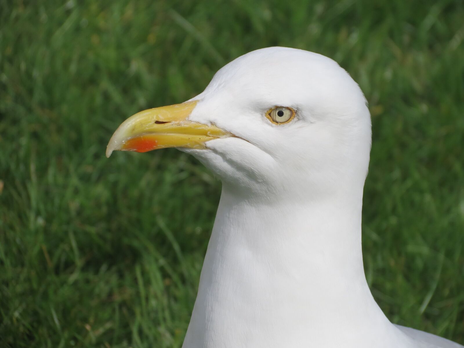 Canon PowerShot SX40 HS sample photo. Bird, gull, head photography